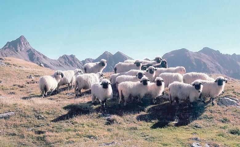 Eine Herde von Schafen mit schwarzem Gesicht im Vordergrund auf einer grünen Wiese, vor einer Kulisse aus Bergen unter einem klaren blauen Himmel.
