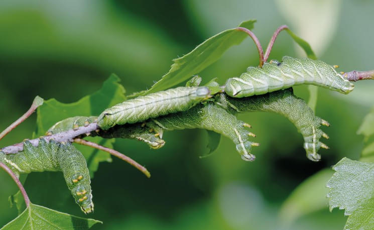birkenspinner_raupen_abwehrhaltungralphsturm_hb.jpg