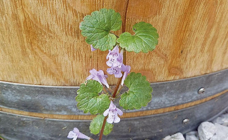 Nahaufnahme einer violetten Blütenpflanze mit rundlichen grünen Blättern vor einem hölzernen Hintergrund.