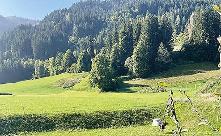 Malerische Berglandschaft mit grünen Wiesen, dichten Nadelwäldern und sanften Hügeln unter klarem, blauem Himmel.