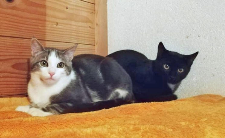 Zwei Katzen liegen auf einer orangenen Decke. Eine ist grau mit weißem Gesicht, die andere ist schwarz. Beide schauen aufmerksam in die Kamera.