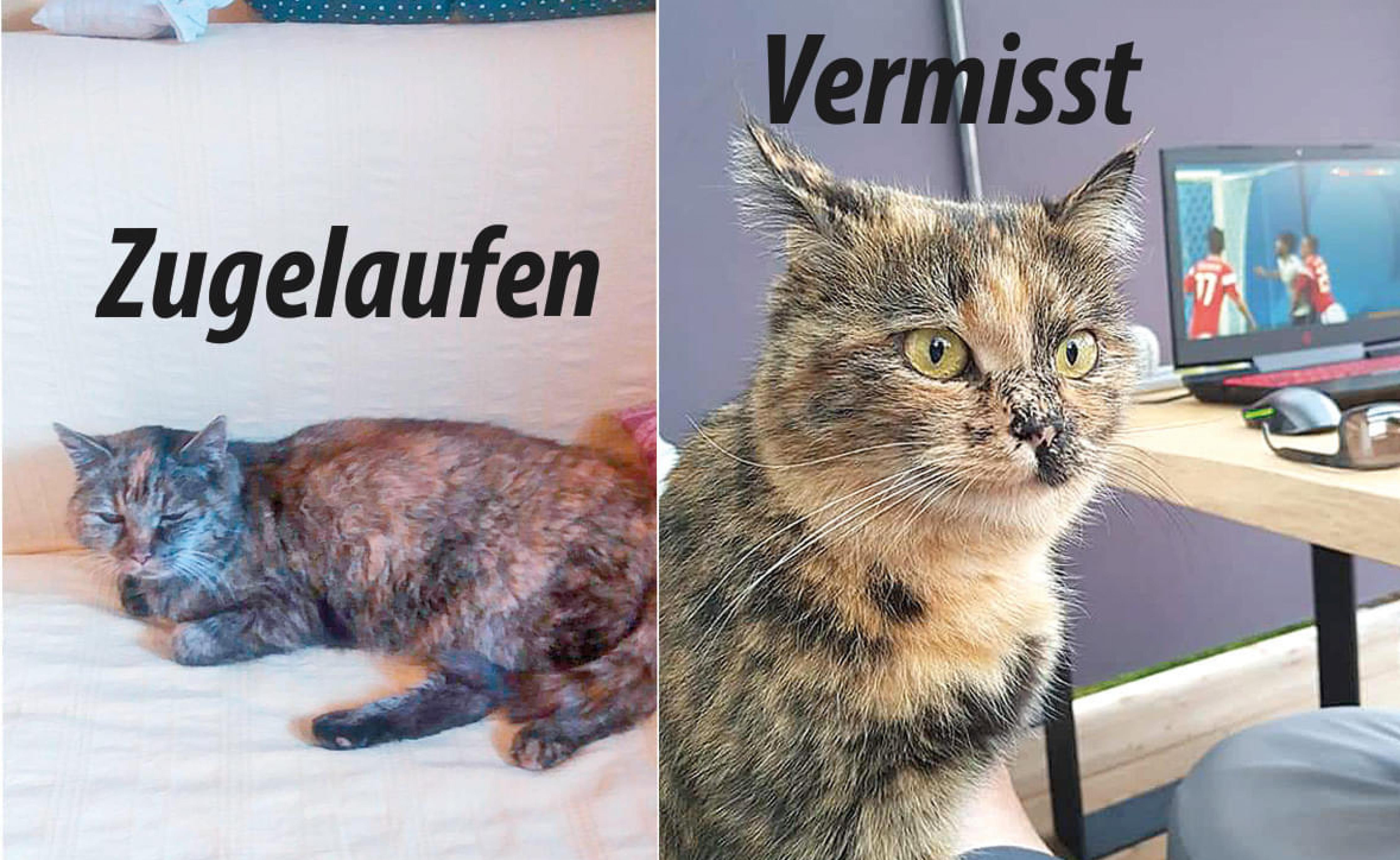 katzen.jpg