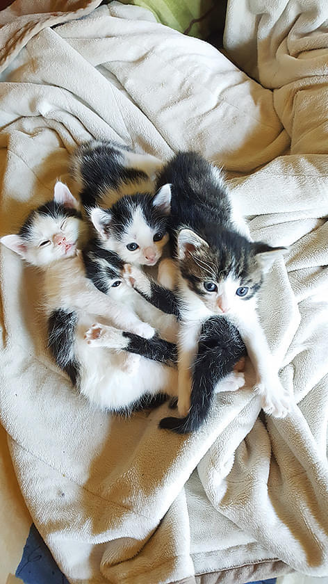 katzenbabies.jpg
