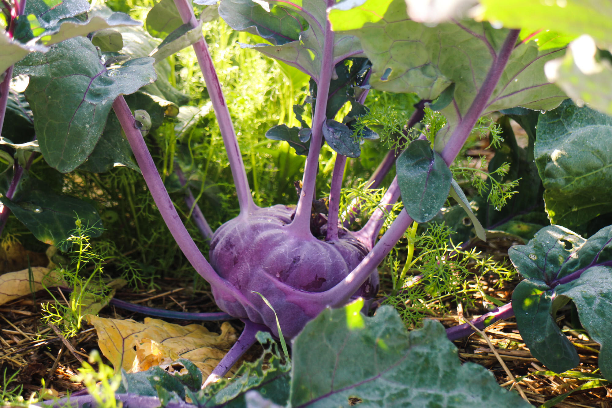 kohlrabi.jpg