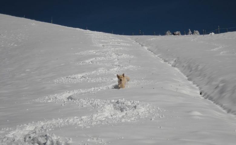 schnee_steger_hund_web.jpg