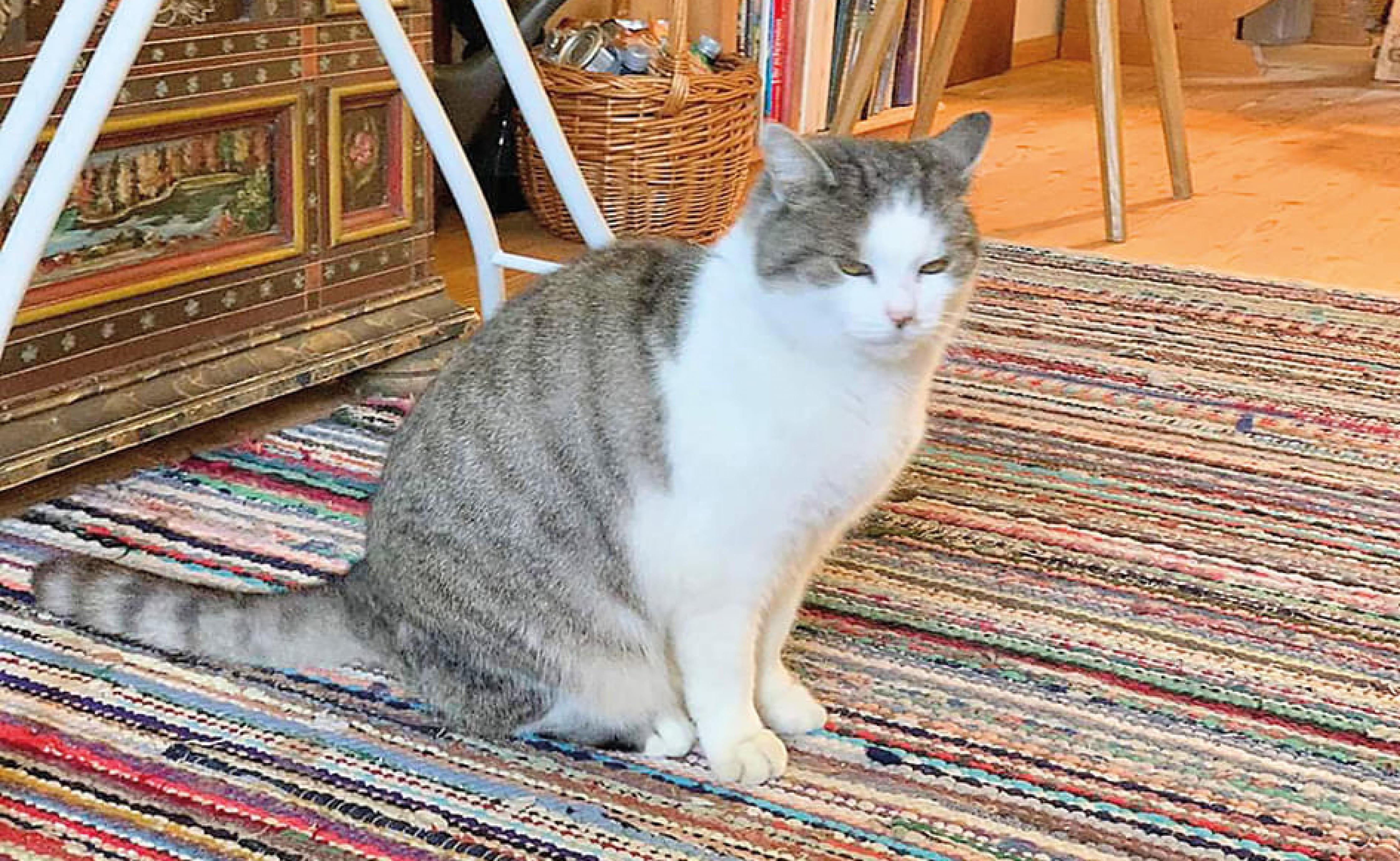 Eine sitzende, getigerte Katze mit weißem Fell ruht auf einem bunt gestreiften Teppich in einem gemütlichen Raum mit Büchern und einem Korb im Hintergrund.