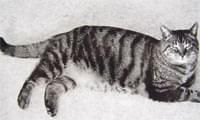 23katzenjammer15