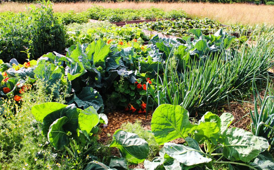 bauerngarten2