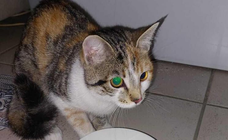 fundkatze-1sp-bezirk