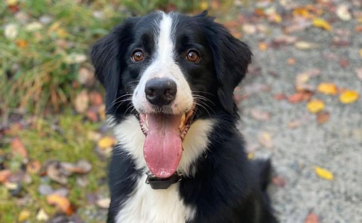 hund-jamie-1sp-bezirk
