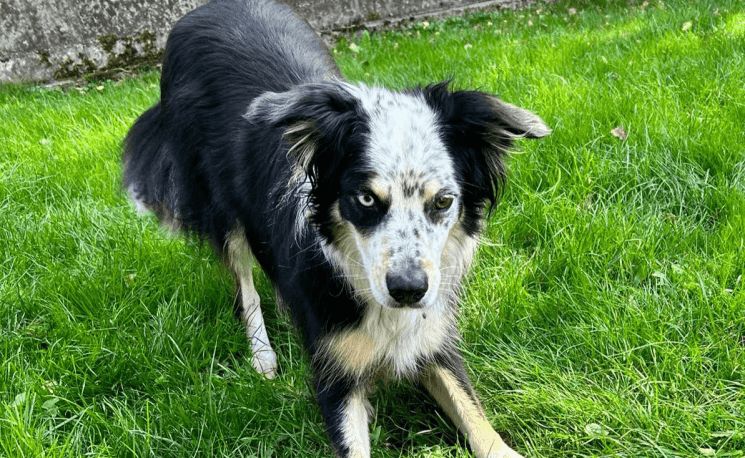 hund-rocky-1sp-bezirk