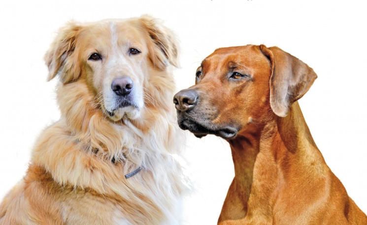 hunde