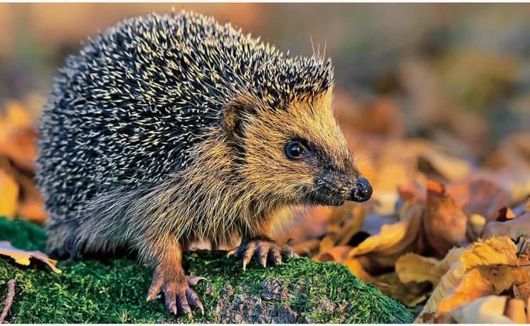igel-juliuskramer