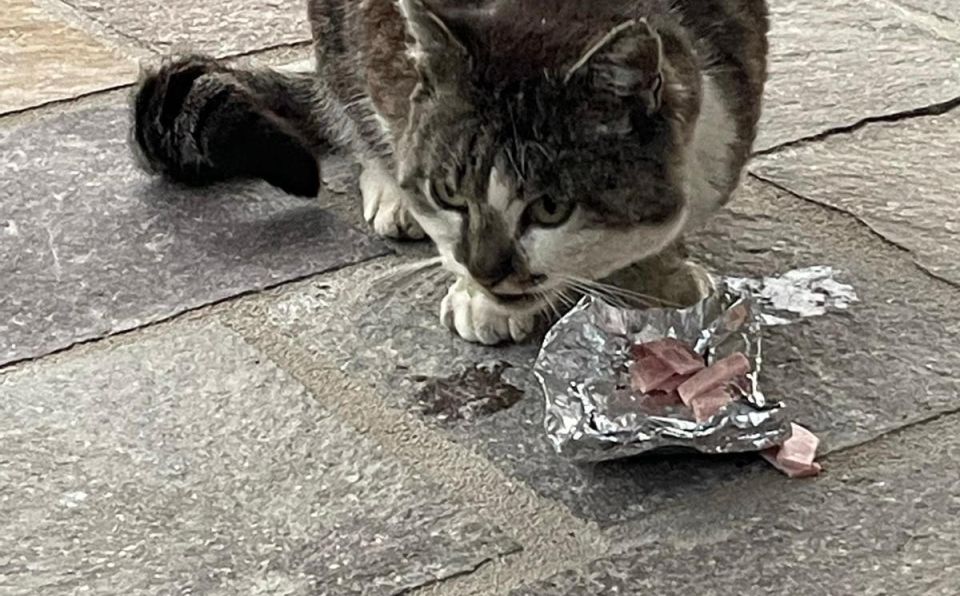 kater-zugelaufen-1sp-bezirk