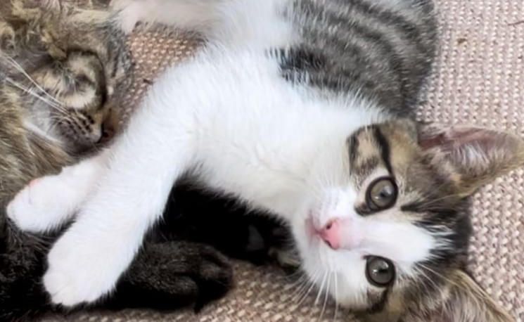 katze-annabell-1sp-bezirk