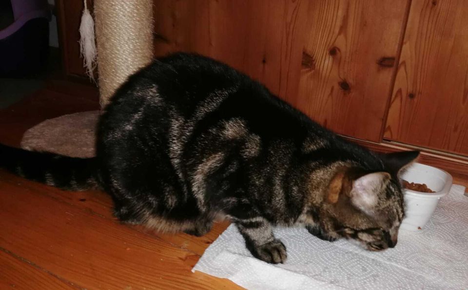 katze-athena