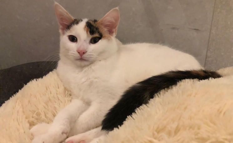 katze-bluemchen-1sp-bezirk