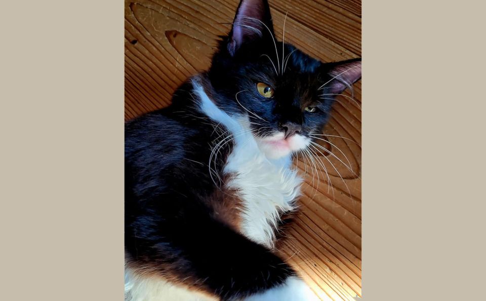 katze-dorli-2-1sp-bezirk
