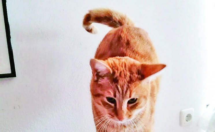 katze-fuchs
