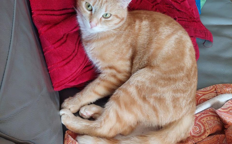 katze-luna-1sp-bezirk