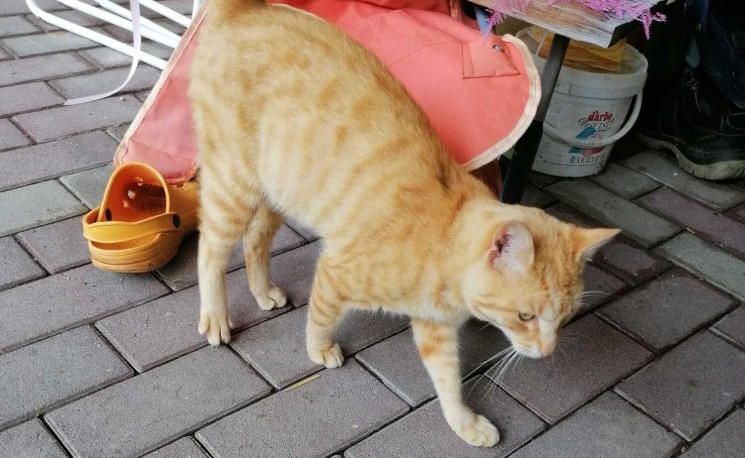 katze-rot-zugelaufen