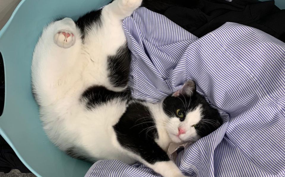 katze-vermisst-1sp-bezirk