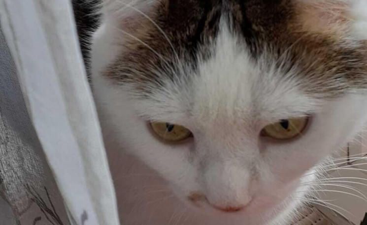 katze-weibi-1sp-bezirk