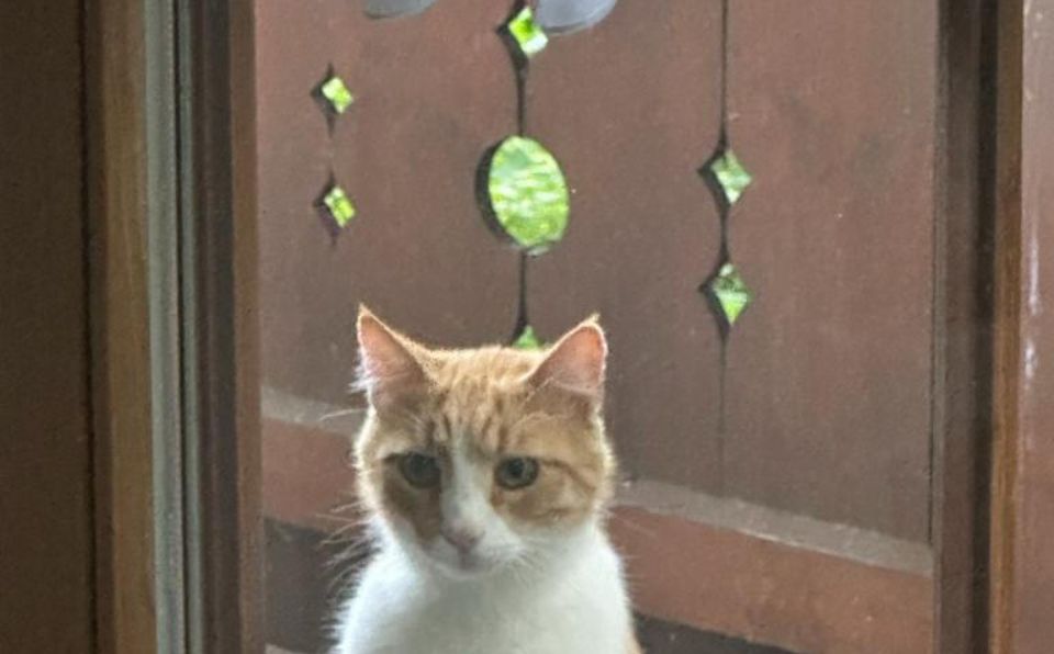 katze2-rot-zugelaufen