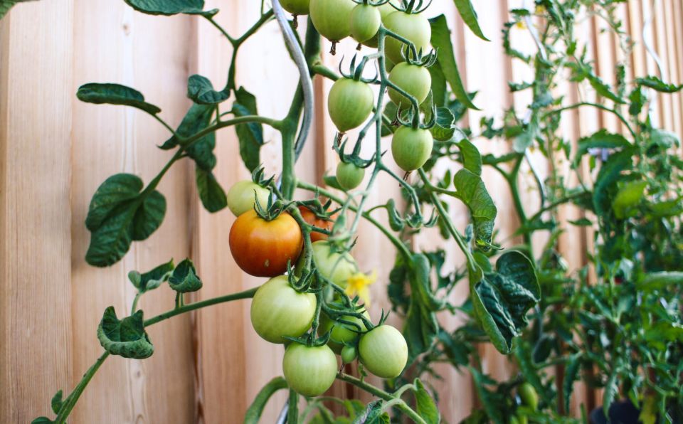 tomate