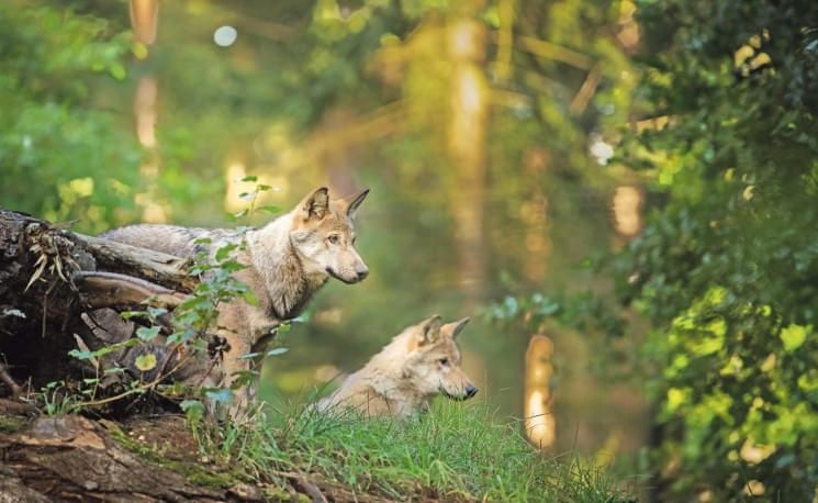 wolf-im-wald-28-2024-stock