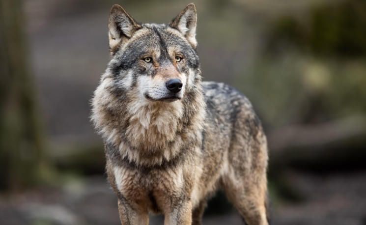 wolf-im-wald-32-2024-stock