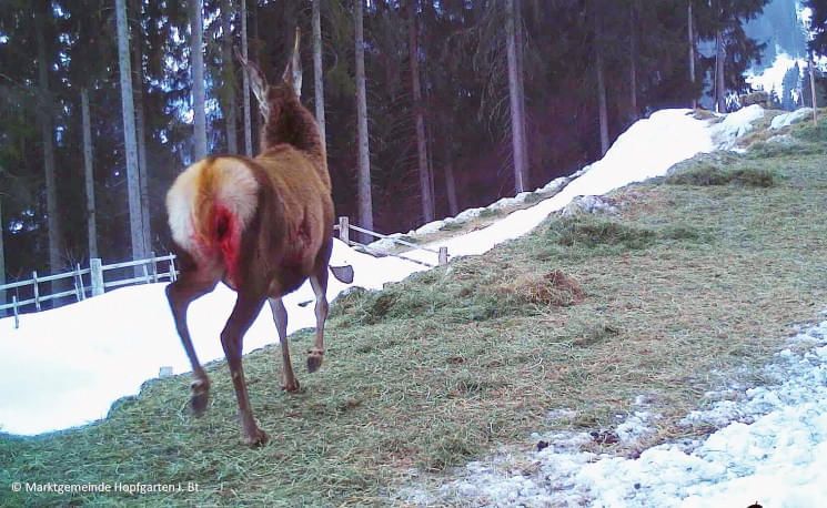 wolf14spaktuelljpg