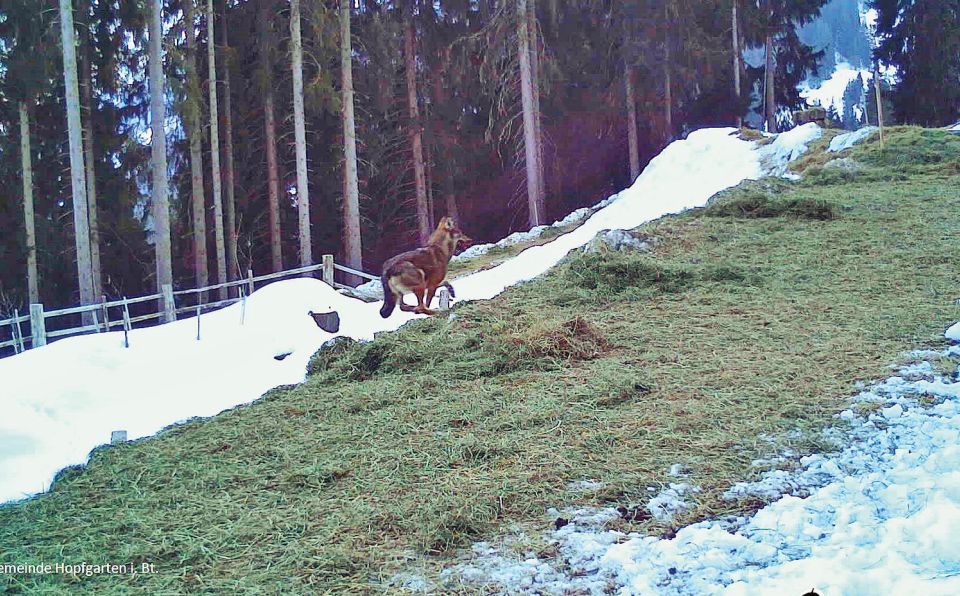 wolf4spaktuell