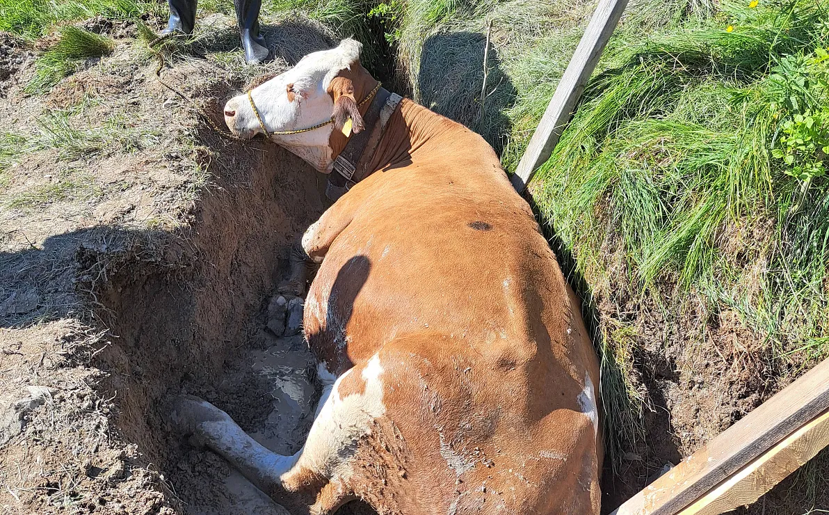 2025-05-31-tierrettung-1-3-1