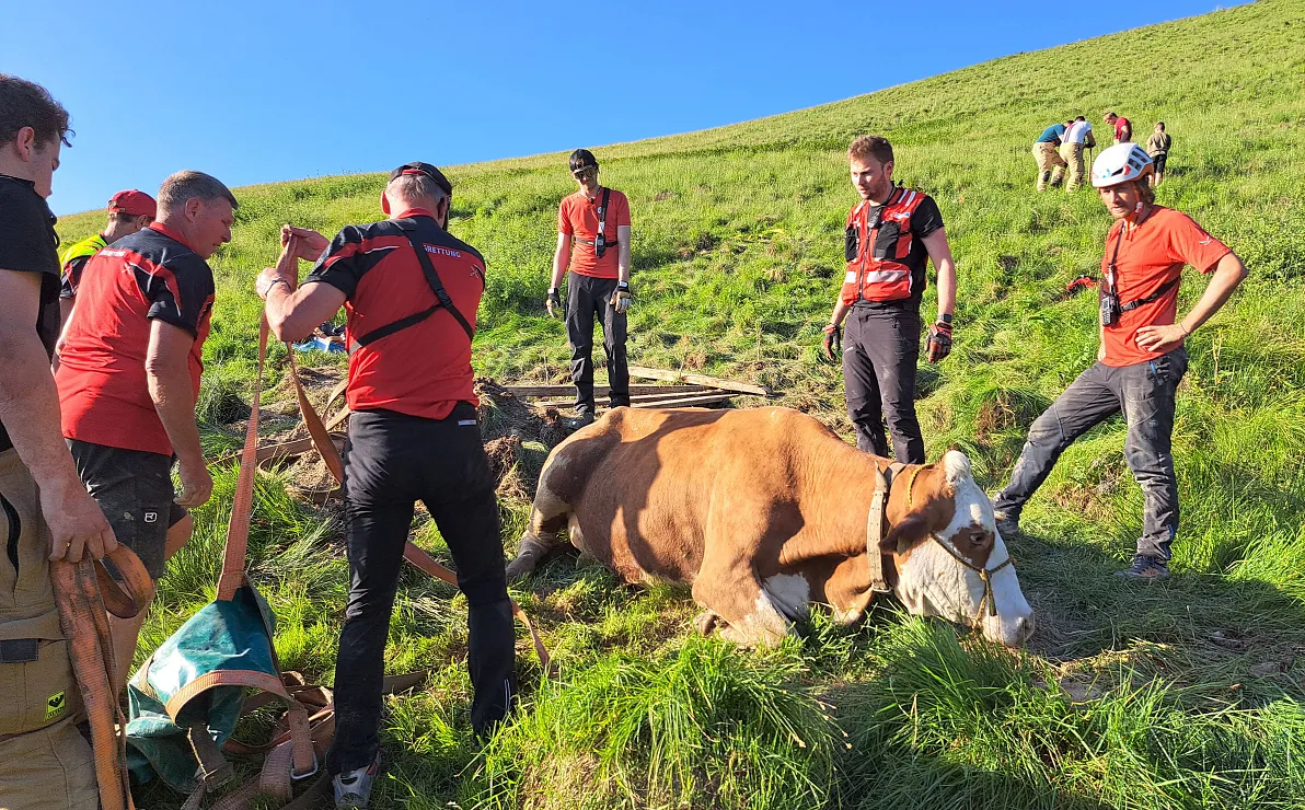 2025-05-31-tierrettung-1-6-1