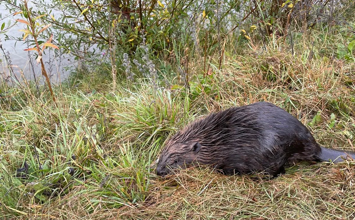 a-biber4-41-2025-ffstjohann-1