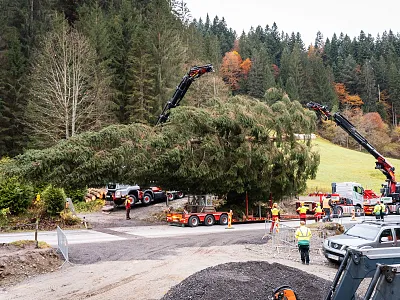 Ein großer Baum wird mithilfe von zwei Kränen und mehreren Arbeitern auf einem Anhänger in einer ländlichen Gegend verladen, umgeben von Wäldern im Herbst.