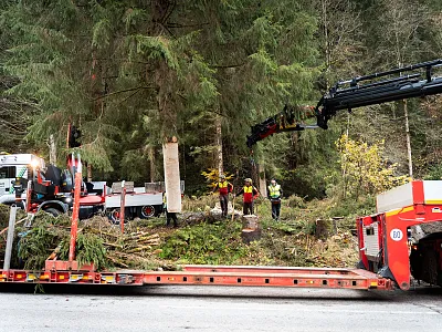 Arbeiter entfernen mit einem Kran gefällte Baumstämme am Rand einer Straße, umgeben von hohen Nadelbäumen und einem Lastwagen im Hintergrund.