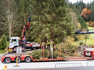 Großer Lastwagen mit Kran transportiert einen gefällten Baum in einer ländlichen Umgebung mit Wald im Hintergrund.