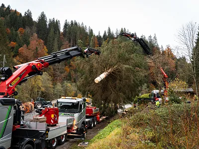 Arbeiter entfernen gefallene Bäume mit großen Fahrzeugkränen in einem bewaldeten Gebiet, umgeben von Pinien und herbstlichen Bäumen.