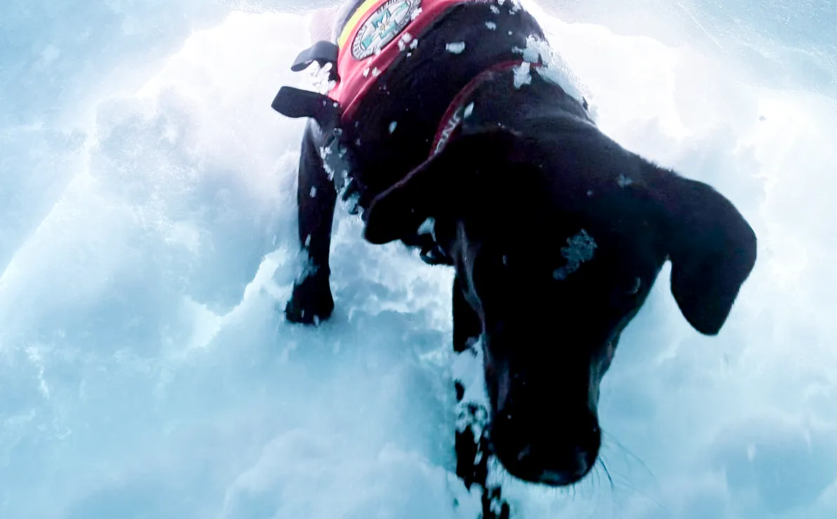 Bergrettungsübung mit Hundestaffel am Kitzbüheler Horn.