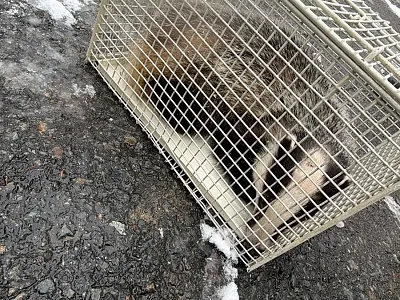 Dachsrettung_03_31_FFKitzbühel