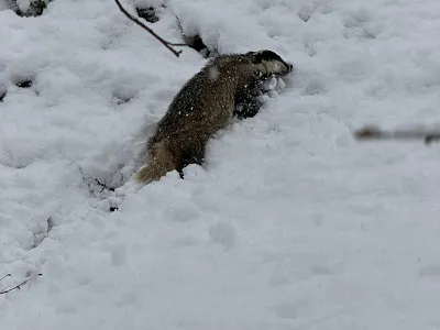 Ein Dachs wühlt im schneebedeckten Boden. Sein grauer pelziger Körper hebt sich gegen den weißen Hintergrund ab. Zweige sind im Schnee sichtbar.