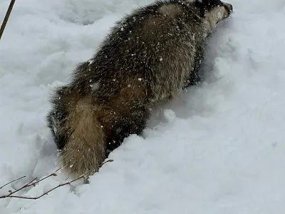 Ein Dachs gräbt im Schnee und ist teilweise darin vergraben, während Schneeflocken auf sein dichtes Fell fallen. Seine buschige Schwanzspitze ist sichtbar.