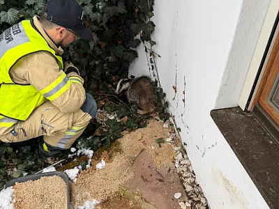 Dachsrettung_03_31_FFKitzbühel