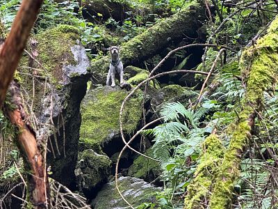 hunderettung3-ffkitzbuhel