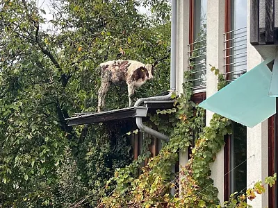 Kalbrettung Hopfgarten_ FFHopfgarten