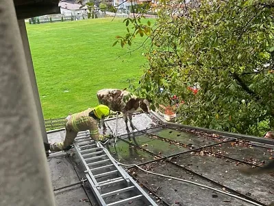Kalbrettung Hopfgarten_ FFHopfgarten