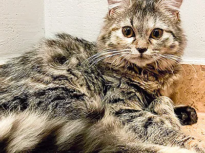 Eine getigerte Katze mit buschigem Schwanz liegt entspannt auf einem beigen Untergrund und blickt mit großen, neugierigen Augen in die Kamera.