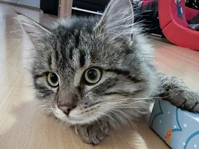 Eine flauschige graue Katze mit gestreiftem Fell liegt entspannt auf einem Holzboden neben einer blauen Box und schaut neugierig in die Kamera.